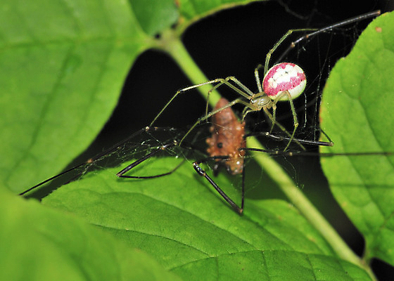 포토 JPG 해외이미지 야생동물 곤충 자연 사람없음 해충 벌레 거미 해외202004 해외포토 동물 생태계 파일형식 이미지허브