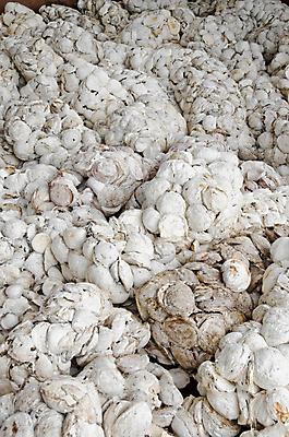 포토 JPG 해외이미지 나무 농업 사람없음 농작물 농장 흰색 상업 날것 고무 원자재 해외202004 해외포토 식물 산업 컬러 파일형식 이미지허브