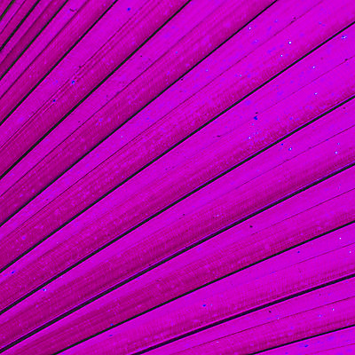 포토 JPG 해외이미지 나무 식물 계절 백그라운드 잎 패턴 자연 벽지 추상 새로움 바나나 건강 손바닥 사람없음 야외 세로 초록색 물 여름 빛 반사 환경 정원 맑음 봄 활발 흰색 신선 숲 큼 묘사 유기농 원예 질감 정맥 내추럴 고립 생태학 엘리먼트 해외202004 해외포토 자연요소 손 웰빙 교육 컬러 컨셉 무늬 과일 날씨 취미 크기 생태계 혈관 파일형식 이미지허브