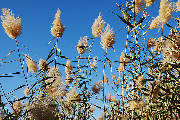 포토 JPG 해외이미지 식물 호수 백그라운드 잎 겨울 자연 지팡이 하늘 바람 건조 갈대 풍경 사람없음 물 파란색 반사 갈색 일몰 봄 성장 춤 스카이라인 터키석 평야 수평선 해외202004 해외포토 자연요소 계절 컬러 날씨 문화예술 노을 보석 생태계 파일형식 이미지허브