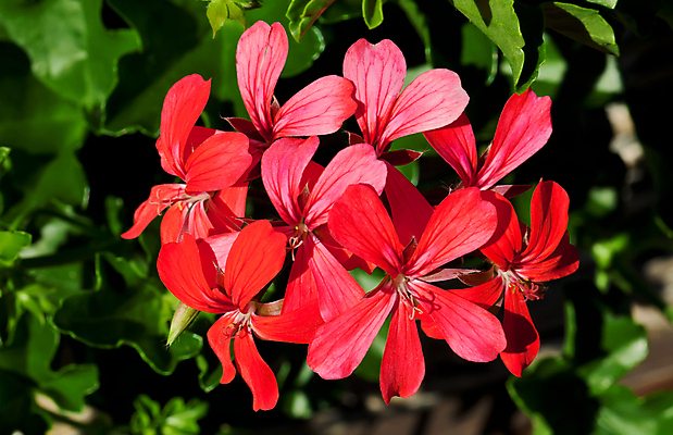 포토 JPG 해외이미지 식물 꽃잎 꽃 백그라운드 잎 꽃무늬 자연 사람없음 빨간색 초록색 컬러풀 머리 벚꽃 개화 그룹 내추럴 제라늄 해외202004 해외포토 컬러 무늬 신체부위 생태계 파일형식 이미지허브