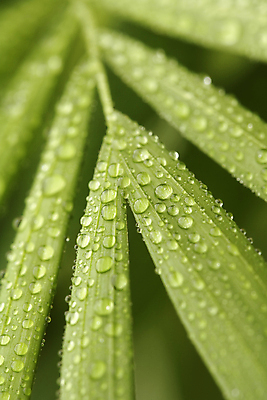 포토 JPG 해외이미지 식물 잎 목걸이 자연 사람없음 초록색 물 젖음 촉촉함 안개 물방울 구슬 내추럴 해외202004 해외포토 자연요소 컬러 장신구 날씨 생태계 파일형식 이미지허브