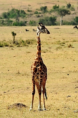 포토 JPG 해외이미지 동물 한마리 야생동물 포유류 아프리카 자연 동물원 사람없음 야외 세로 파란색 관광지 컬러풀 큼 기린 사파리 5 단아함 대가리 사바나 웅장함 초식 탄자니아 평야 해외202004 해외포토 1 나라 컬러 여행 숫자 크기 생태계 파일형식 이미지허브