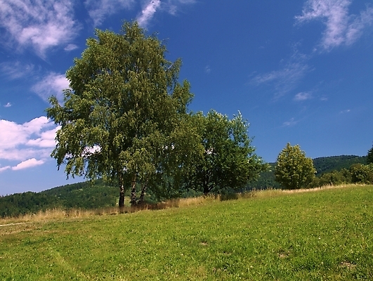 포토 JPG 해외이미지 나무 백그라운드 자연 하늘 산 풍경 사람없음 초록색 봄 트래킹 자작나무 공터 해외202004 해외포토 식물 계절 컬러 레저 생태계 파일형식 이미지허브