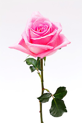 포토 JPG 해외이미지 식물 꽃잎 꽃 길 분홍색 백그라운드 잎 꽃무늬 자연 발렌타인데이 선물 사랑 씨앗 사람없음 장식 초록색 컬러풀 장미 벚꽃 흰색 신선 원형 우아함 혼합 배열 묘사 싱글 질감 내추럴 고립 해외202004 해외포토 도형 감정 컬러 컨셉 무늬 데이이벤트 생태계 파일형식 이미지허브