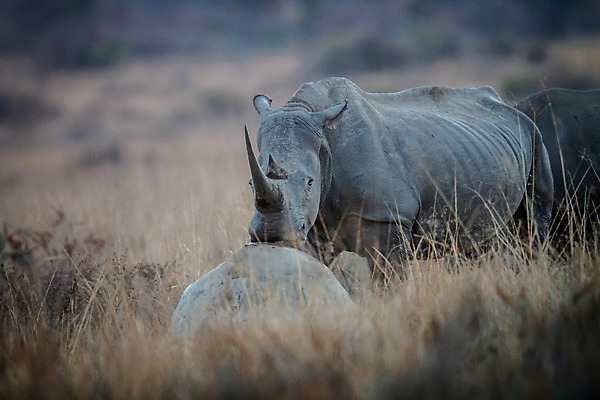 포토 JPG 해외이미지 동물 척추동물 공원 야생동물 여행 포유류 아프리카 자연 초식동물 뿔 종류 사람없음 야외 힘 게임 흰색 황무지 보호 위험 큼 사파리 멸종 코뿔소 남쪽 동물상 사바나 삶기 전국 해외202004 해외포토 공공시설 나라 컬러 컨셉 놀이 조형물 크기 방향 생태계 파일형식 이미지허브