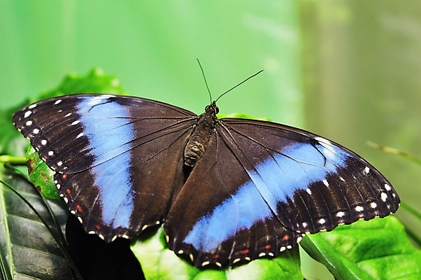 포토 JPG 해외이미지 식물 동물 야생동물 나비 곤충 백그라운드 잎 자연 사람없음 초록색 숲 생물학 동물상 해외202004 해외포토 교육 컬러 조형물 생태계 파일형식 이미지허브