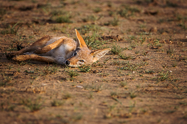 포토 JPG 해외이미지 동물 공원 야생동물 여행 포유류 아프리카 자연 사람없음 야외 검은색 황무지 개 사파리 여우 육식동물 사냥꾼 남쪽 송곳니 내추럴 나미비아 남아프리카 동물상 보츠와나 생태학 전국 칼라하리 해외202004 해외포토 직업 공공시설 교육 나라 컬러 조형물 사막 치아 방향 생태계 파일형식 이미지허브