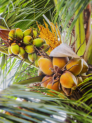 포토 JPG 해외이미지 나무 바다 섬 여행 잎 과일 태국 자연 하늘 휴가 휴식 건강 파노라마 손바닥 풍경 사람없음 물 여름 햇빛 농장 침묵 수확 나뭇가지 가장자리 수분 다발 장면 코코넛 멀리 코코아 남쪽 무료 브라질사람 해외202004 해외포토 자연요소 식물 손 계절 아시아 음료 컨셉 농업 촬영기법 태양 소리 둘레 방향 생태계 파일형식 이미지허브