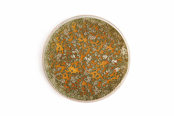 포토 JPG 해외이미지 접시 과학 실내 실험 사람없음 초록색 스터디 약 흰색 실험실 닫기 중앙 흰배경 미생물 고립 부담 식민지 항생제 해외202004 해외포토 식기 컬러 백그라운드 의학 모션 생물 내부 학습 파일형식 이미지허브