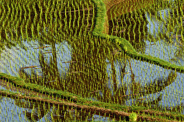포토 JPG 해외이미지 아시아 밥 동양인 사람없음 초록색 농경지 발리 인도네시아 논밭 해외202004 해외포토 나라 음식 컬러 섬 밭 논 인종 농장 파일형식 이미지허브