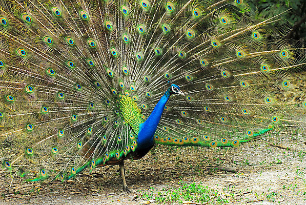 포토 JPG 해외이미지 한마리 남자 패턴 조류 사람없음 초록색 파란색 머리 전시 닫기 공작 깃털 정사각형 해외202004 해외포토 도형 동물 1 컬러 무늬 모션 사람 신체부위 파일형식 이미지허브