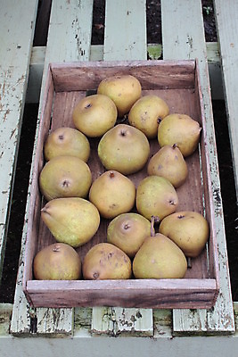 포토 JPG 해외이미지 나무 음식 과일 사람없음 사과 건강식 해외202004 해외포토 식물 파일형식 이미지허브