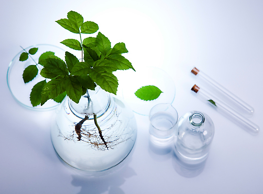 포토 JPG 해외이미지 식물 실내 실험 사람없음 액체 화학 실험실 플라스크 시험관 흰배경 비커 화학실험 샬레 해외202004 해외포토 과학 백그라운드 실험기구 내부 흰색 파일형식 이미지허브