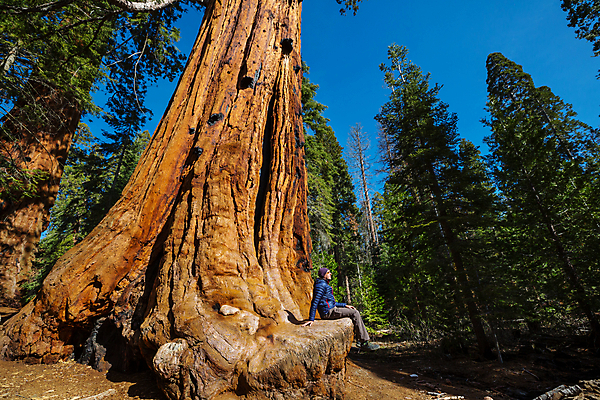 포토 JPG 해외이미지 나무 식물 응시 공원 남자 자연 한명 가로 여행객 미국 하이킹 나뭇가지 소나무 숲 큼 손목시계 캘리포니아 나무껍질 코르크 거인 내추럴 전국 해외202004 해외포토 1 시선 공공시설 시계 북아메리카 장신구 레저 사람 껍질 크기 생태계 파일형식 이미지허브