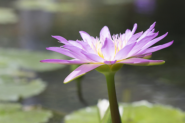 포토 JPG 해외이미지 식물 꽃 호수 꽃무늬 연꽃 사람없음 정원 보라색 벚꽃 연못 해외202004 해외포토 컬러 무늬 파일형식 이미지허브
