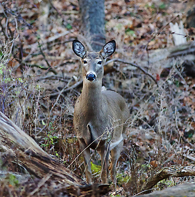 포토 JPG 해외이미지 나무 응시 야생동물 백그라운드 잎 사슴 털 사람없음 갈색 검은색 놀람 회색 가을 흰색 숲 큼 엽서 귀 경보 흥미 해외202004 해외포토 식물 동물 시선 계절 감정 컬러 컨셉 포유류 표정 신체부위 크기 편지 파일형식 이미지허브