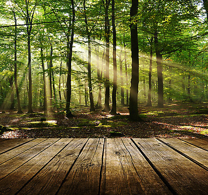 포토 JPG 해외이미지 나무 식물 계절 백그라운드 잎 자연 탁자 하늘 아침 아이디어 풍경 사람없음 목재 빛 태양 갈색 우주 새벽 전시 가을 직물 소나무 블라인드 황금 숲 11월 유기농 캔버스 10월 내추럴 노출 양모 그런지 무료 무한 옛날 해외202004 해외포토 주간 자연요소 웰빙 컬러 가구 컨셉 재료 커튼 날짜 생태계 파일형식 이미지허브