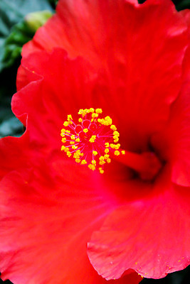 포토 JPG 해외이미지 식물 꽃잎 꽃 분홍색 자연 사람없음 장식 빨간색 세로 여름 컬러풀 봄 닫기 묘사 양귀비 내추럴 꽃수술 핵심 해외202004 해외포토 계절 컬러 모션 생태계 파일형식 이미지허브