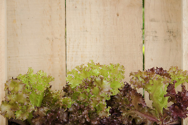 포토 JPG 해외이미지 식물 음식 잎 농업 채소 재료 자연 건강 사람없음 목재 초록색 농장 정원 샐러드 신선 사발 상추 날것 내추럴 고립 생식 해외202004 해외포토 나무 산업 컬러 사기그릇 생태계 파일형식 이미지허브
