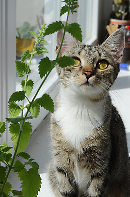 포토 JPG 해외이미지 식물 동물 행복 잎 포유류 사람없음 초록색 반려동물 약 고양이 맛 핥기 모피 허브 향 해외202004 해외포토 감정 컬러 컨셉 의학 모션 파일형식 이미지허브