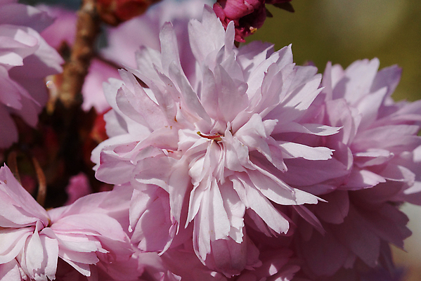 포토 JPG 해외이미지 주간 꽃 분홍색 자연 근접촬영 사람없음 야외 해외202004 해외포토 자연요소 식물 뷰포인트 컬러 생태계 파일형식 이미지허브