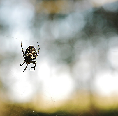 포토 JPG 해외이미지 동물 디자인 야생동물 곤충 백그라운드 컨셉 패턴 자연 사람없음 야외 물 여름 빛 노란색 정원 검은색 웹 어둠 봄 할로윈 가을 흰색 원형 그물 네트워크 위험 큼 무서움 실크 묘사 질감 거미 올가미 내추럴 그런지 엘리먼트 오싹 해외202004 해외포토 자연요소 도형 계절 감정 컬러 무늬 인터넷 직물 크기 생태계 파일형식 이미지허브