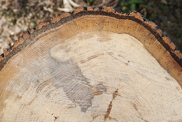 포토 JPG 해외이미지 나무 표면 추상 새로움 사람없음 목재 노란색 신선 반지 판넬 센터 플랫 매끈함 큼 자르기 유기농 질감 통나무 나무껍질 자작나무 잡동사니 서명 종료 재 직진 해외202004 해외포토 식물 웰빙 컬러 컨셉 무늬 재료 장신구 모션 껍질 감각 크기 파일형식 이미지허브