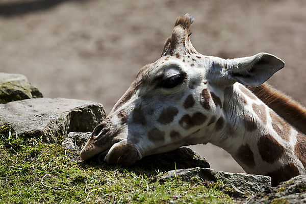 포토 JPG 해외이미지 동물 응시 공원 야생동물 음식 패턴 포유류 아프리카 자연 하늘 초식동물 털 동물원 사람없음 야외 파란색 머리 산책 게임 우아함 큼 먹기 기린 사파리 케냐 내추럴 이국적 해외202004 해외포토 시선 공공시설 나라 컬러 컨셉 무늬 모션 놀이 휴식 신체부위 크기 생태계 파일형식 이미지허브