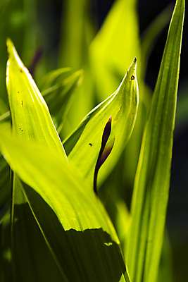 포토 JPG 해외이미지 식물 계절 꽃잎 꽃 실루엣 줄기 잎 자연 표면 날씨 친절 선물 사랑 취미 사람없음 물 여름 컬러풀 평화 정원 힘 봄 활발 습기 다양 에너지 자유 성장 시골 인사 신선 개화 수분 순수 원예 꽃가루 부드러움 꿀 정맥 기후변화 영양분 완전 해외202004 해외포토 자연요소 감정 컬러 다수 컨셉 촬영기법 예절 감각 변화 가루 생태계 혈관 파일형식 이미지허브