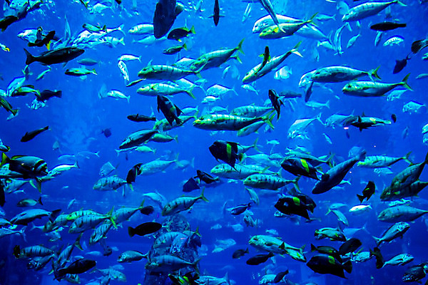 포토 JPG 해외이미지 야생동물 바다 학교 자연 선반 어류 풍경 사람없음 빨간색 물 정원 바닷속 수중 산호 큼 쇼핑몰 아래 다이빙 하와이 암초 수족관 폴리네시아 제비 석호 몰디브 스펀지 깊이 두바이 식민지 아랍어 이국적 생존 많음 해외202004 해외포토 자연요소 동물 교육 아시아 컬러 가구 컨셉 조류 수영 미국 수중동물 오세아니아 자포동물 크기 방향 생태계 위치 아랍에미리트 수중스포츠 파일형식 이미지허브