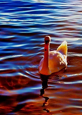 포토 JPG 해외이미지 동물 호수 야생동물 모래 파도 자연 조류 풍경 사람없음 야외 물 파란색 빛 모래사장 햇빛 평화 환경 수영 젖음 흰색 신선 우아함 보호 깃털 백조 암초 내추럴 웅장함 잔물결 해외202004 해외포토 자연요소 물결 바다 컬러 컨셉 태양 수상스포츠 생태계 파일형식 이미지허브