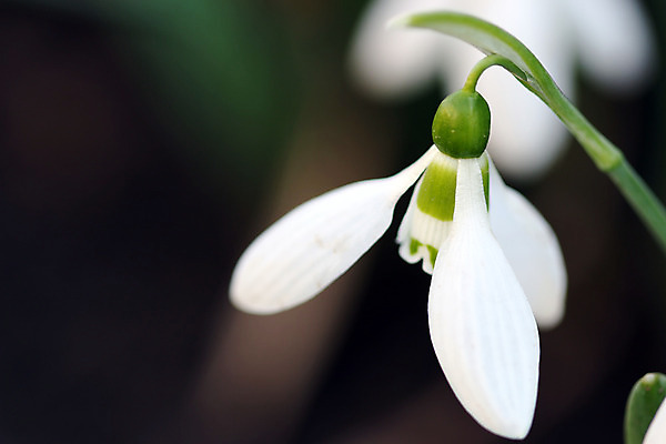 포토 JPG 해외이미지 꽃잎 꽃 잎 사람없음 아웃포커스 스노드롭 해외202004 해외포토 식물 촬영기법 파일형식 이미지허브