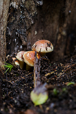 포토 JPG 해외이미지 전통 접시 손 응시 계절 음식 겨울 재료 자연 건강 이끼 사람없음 농작물 버섯 모임 수확 가을 신선 독약 숲 위험 자르기 볼터치 허브 내추럴 숨기 식용 채식주의자 해외202004 해외포토 식물 식기 시선 컨셉 농업 모션 신체부위 화장 생태계 채식 파일형식 이미지허브