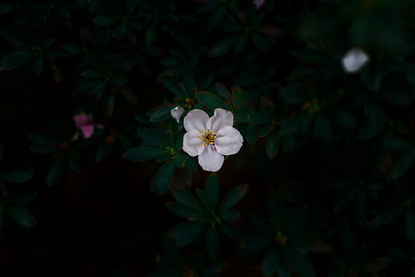 포토 JPG 해외이미지 꽃 아시아 여행 자연 휴가 사람없음 관광지 빛 일본 벚꽃 도쿄 내추럴 해외202004 해외포토 식물 나라 생태계 파일형식 이미지허브