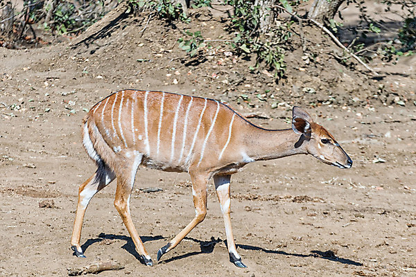 포토 JPG 해외이미지 동물 여자 야생동물 포유류 아프리카 자연 아침 초식동물 풍경 사람없음 햇빛 걷기 맑음 산책 가을 시골 보호 영양 남아프리카 해외202004 해외포토 주간 계절 나라 컨셉 모션 날씨 휴식 사람 태양 생태계 파일형식 이미지허브