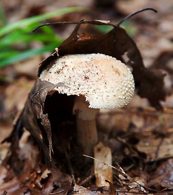 포토 JPG 해외이미지 식물 유럽 줄기 잎 오렌지 부분 자연 풍경 사람없음 환경 버섯 흰색 숲 땅 볼터치 생태계 체코 숨김 생태학 숨기 식용 해외202004 해외포토 교육 나라 컬러 컨셉 과일 모션 화장 파일형식 이미지허브