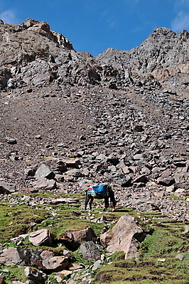 포토 JPG 해외이미지 동물 여행 가방 포유류 휴식 생물 산 사람없음 초록색 파란색 짐 화물 먹기 자루 팩 당나귀 모로코 적재 요금 지도책 찰과상 해외202004 해외포토 잡화 컬러 컨셉 모션 아프리카 책 화장품 운송업 말_동물 상처 파일형식 이미지허브