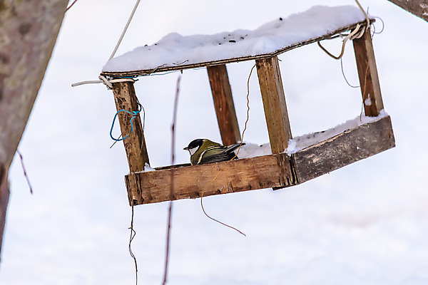 포토 JPG 해외이미지 동물 계절 공원 야생동물 음식 백그라운드 겨울 날개 자연 조류 씨앗 사람없음 야외 목재 컬러풀 갈색 노란색 환경 정원 냉동 검은색 추위 흰색 숲 작음 먹이 깃털 서리 부리 동물상 수수 수유 눈내림 해외202004 해외포토 나무 식물 공공시설 컬러 재료 눈_날씨 조형물 크기 생태계 파일형식 이미지허브