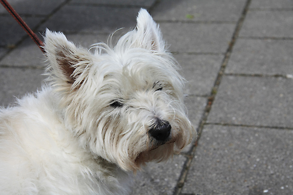 포토 JPG 해외이미지 동물 영어 놀이 잉글랜드 사람없음 반려동물 점프 회색 흰색 개 테리어 속도 사냥개 송곳니 기르기 해외202004 해외포토 문자 컬러 포유류 모션 영국 치아 돌봄 파일형식 이미지허브