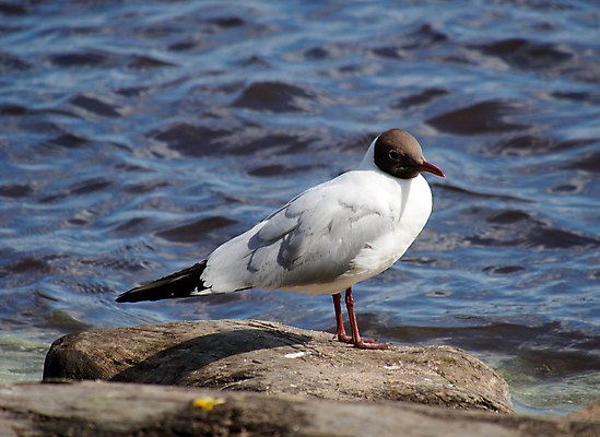포토 JPG 해외이미지 주간 한마리 해외풍경 바다 갈매기 사람없음 야외 미국 바위 캘리포니아 해외202004 해외포토 자연요소 1 해외 북아메리카 조류 풍경 돌_바위 파일형식 이미지허브