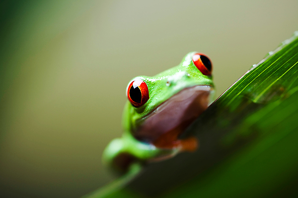 포토 JPG 해외이미지 주간 한마리 야생동물 잎 양서류 사람없음 야외 아웃포커스 청개구리 해외202004 해외포토 자연요소 식물 동물 1 촬영기법 개구리 파일형식 이미지허브