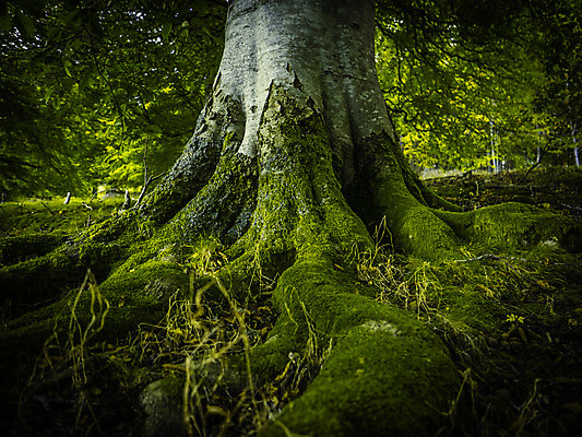 포토 JPG 해외이미지 나무 식물 백그라운드 컨셉 잎 자연 이끼 풍경 사람없음 야외 목재 초록색 환경 어둠 힘 봄 성장 덮개 나뭇가지 은색 숲 큼 질감 뿌리 나무껍질 자작나무 거인 내추럴 땅바닥 삼림지대 생태학 옛날 해외202004 해외포토 계절 교육 컬러 재료 바닥 뚜껑 껍질 크기 생태계 파일형식 이미지허브