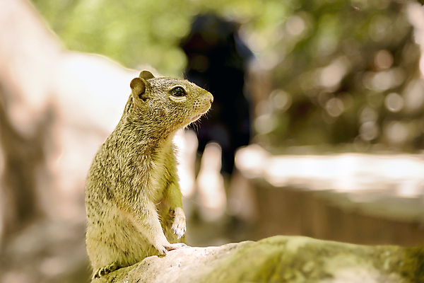 포토 JPG 해외이미지 동물 공원 야생동물 백그라운드 포유류 자연 휴가 국립공원 사람없음 초록색 환경 미국 황금 치아 보호 설치류 먹기 다람쥐 북쪽 서식지 내추럴 땅바닥 서쪽 와이오밍 해외202004 해외포토 공공시설 컬러 컨셉 북아메리카 모션 바닥 소화기관 방향 생태계 파일형식 이미지허브