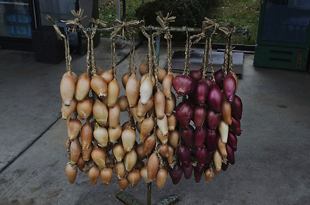 포토 JPG 해외이미지 줄 음식 백그라운드 농업 채소 재료 전구 자연 양파 거리 건조 요리 사람없음 빨간색 노란색 세일 시장 다발 먹기 준비 슬라이스 내추럴 줄서기 해외202004 해외포토 산업 컬러 모션 생태계 파일형식 이미지허브