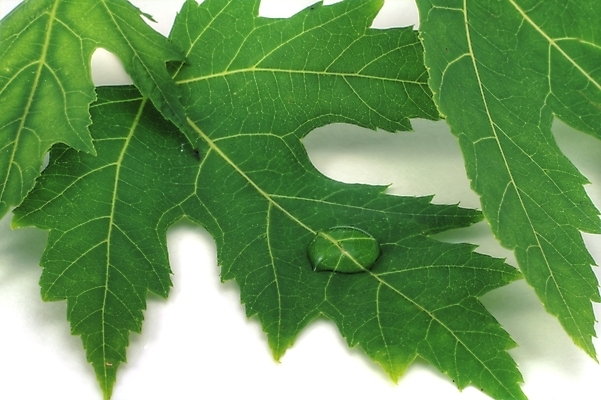 포토 JPG 해외이미지 나무 식물 줄기 단풍 잎 자연 사람없음 야외 초록색 물 평화 환경 정원 활발 젖음 흰색 물방울 신선 닫기 떨어짐 이슬 작음 수분 순수 묘사 유기농 부드러움 내추럴 고립 블러 생태학 해외202004 해외포토 자연요소 웰빙 교육 컬러 컨셉 모션 감각 크기 생태계 파일형식 이미지허브