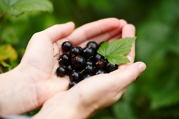 포토 JPG 해외이미지 식물 여자 열매 음식 농업 채소 관리 사람없음 초록색 농장 흙 모임 수확 성장 시골 신선 농부 수집 유기농 흐림 내추럴 건포도 세련 해외202004 해외포토 직업 웰빙 산업 컬러 포도 날씨 사람 건과일 파일형식 이미지허브