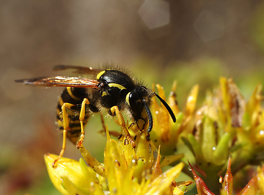 포토 JPG 해외이미지 계절 꽃 유럽 곤충 백그라운드 날개 자연 사람없음 야외 초록색 여름 노란색 정원 검은색 줄무늬 말벌 벌 묘사 꿀 해외202004 해외포토 식물 동물 나라 컬러 무늬 벌_곤충 생태계 파일형식 이미지허브