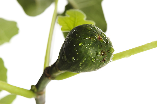 포토 JPG 해외이미지 나무 식물 음식 백그라운드 컨셉 잎 다이어트 과일 재료 부분 자연 디저트 주택 건강 사람없음 초록색 정원 성경 흰색 신선 시장 달콤 심볼 유기농 날것 레시피 무화과 고립 숙성 식용 치료제 해외202004 해외포토 웰빙 컬러 종교용품 건물 약 맛 생태계 파일형식 이미지허브