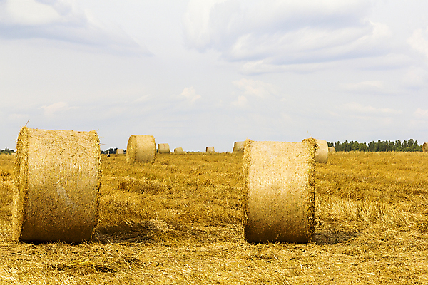 포토 JPG 해외이미지 주간 구름 농업 하늘 풍경 사람없음 야외 농경지 짚더미 만들기 조경 뭉치 해외202004 해외포토 자연요소 산업 모션 농장 볏짚 파일형식 더미 이미지허브